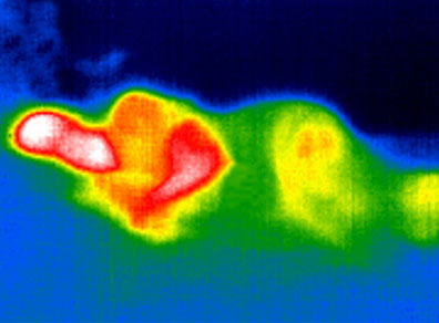 일반 이불 열화상